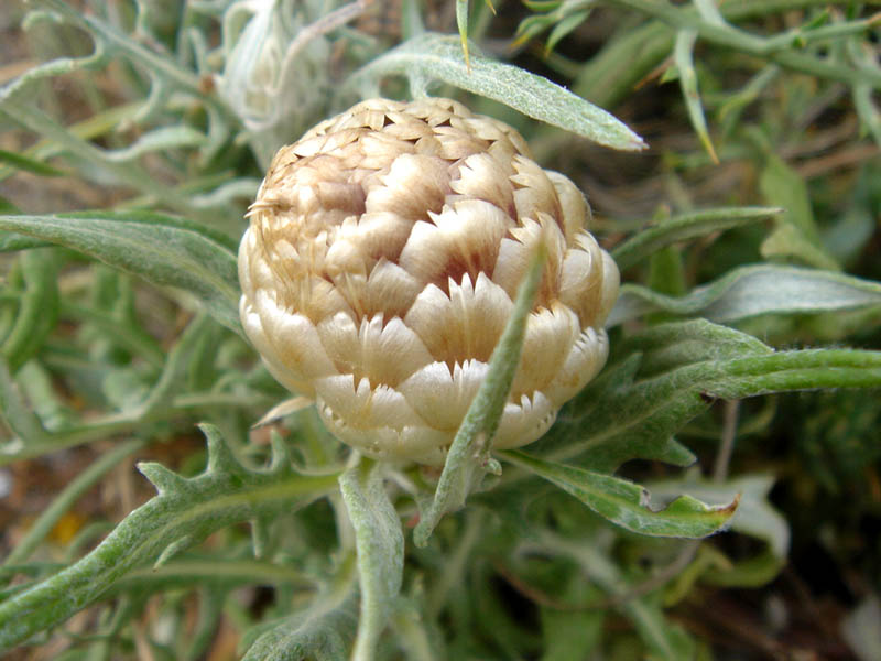 Rhaponticum coniferum photo